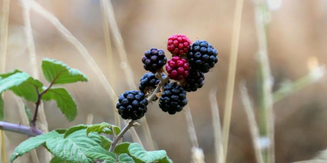 blackberries growing in the wild