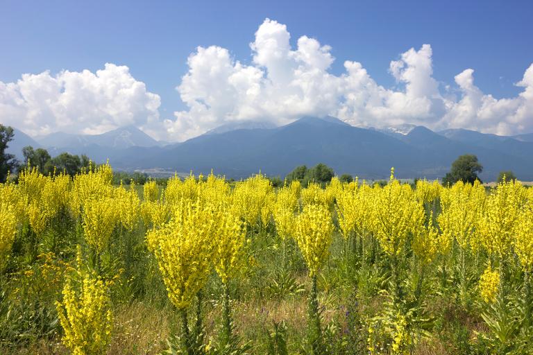 a field of mullein in the clean blue sky